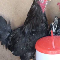 فروش یک عدد خروس سیاه درجه یک بازدید در فارسان