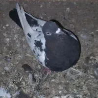 کفتر، کبوتر،