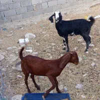 دو عدد گوسفند