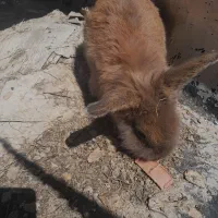 خرگوش