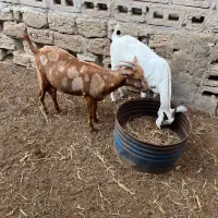 بزسومال