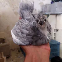 جوجه مرغ گلین طوسی مشکی