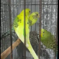 مرغ عشق سه عدد نر و ماده