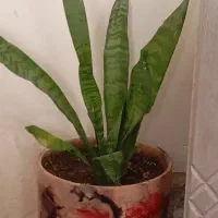 گل طبیعی