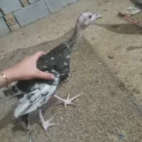 نیمجه بوغلمون وجوجه مرغ موجوداست