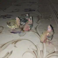 جوجه عروس هلندی
