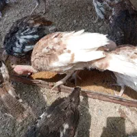 فروش 41عددبوقلمون