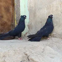 سرور سیاه کاکلی عروسک