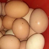 تخم مرغ محلی