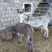 الاغ جوان ماده
