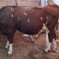 گاو|حیوانات مزرعه|میاندوآب, |دیوار