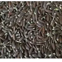 بزرگ