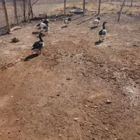 5 عدد غاز نرماده ۳تا جوجه ا