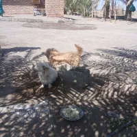 دوتا سگ پاکوتاه نر وماده