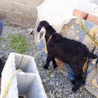 فروشی قیمت هر دونه 67000000