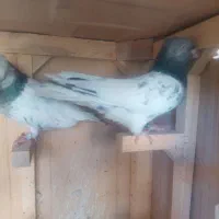 کله سبز نر