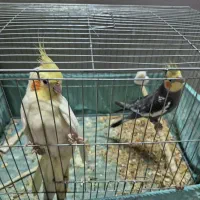 جفت عروس هلندی