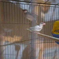 فنج نرگسی مولد|پرنده|قزوین, |دیوار