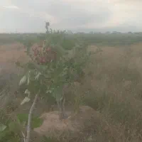 زمین-واقع-در-ایلخچی-نرسیده-به-روستای-زین-الحاجیلو