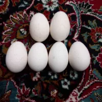 تخم بوقلمون نطفه دار