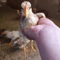 جوجه مرغ محلی