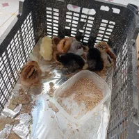 اردک و جوجه کاکلی