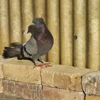 کفتر