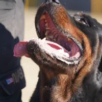 مربی سگ آموزش سگ