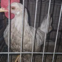 جوجه خروس