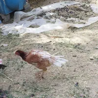 ماده مرغ