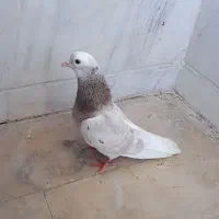 کفتر یا کبوتر