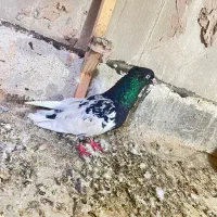 کله سیاه نر ساز