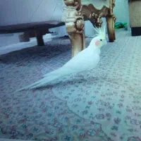 یه عروس هلندی گم کردم