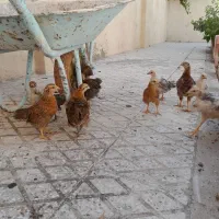 مرغ خروس و جوجه