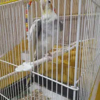 عروس هلندی با قفس