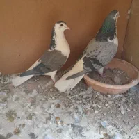 نر و ماده دستگردی