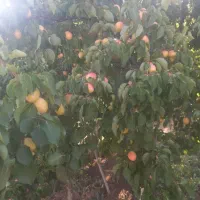 زردآلو  علائ درجه یک