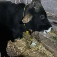 ورزاکوله دورگ (گاو نر دورگ) گوساله نر (کوچصفهان