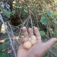 میوه لمبو
