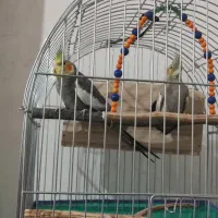 عروس هلندی با تخم