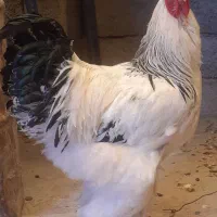 خروس برهما