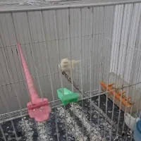 قناری مزاییکی وپرتقالی ماده آماده