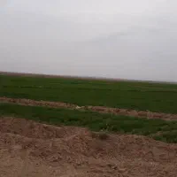 اکیپ دسته کارگر  ۲۰نفری دارم برای آلاکردن چغندر
