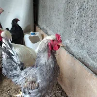 تخم مرغ نطفه دار