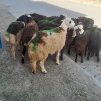 ۱۸عددبره نر