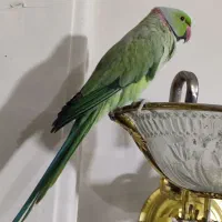 ملنگو