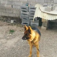 فروش|سگ|کندوان, |دیوار