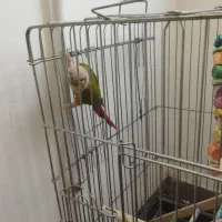 گرینچیک بالغ