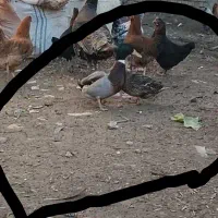 اردک