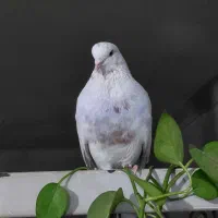 کبوتر گمشده
